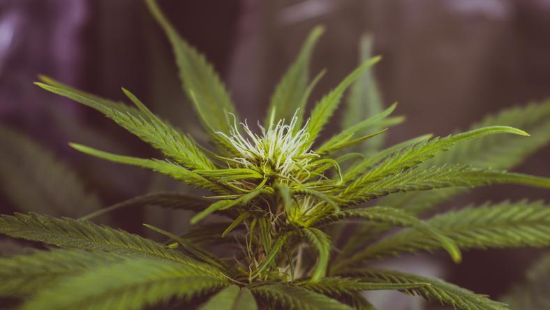 大麻产业:中国CBD的出路在于医用